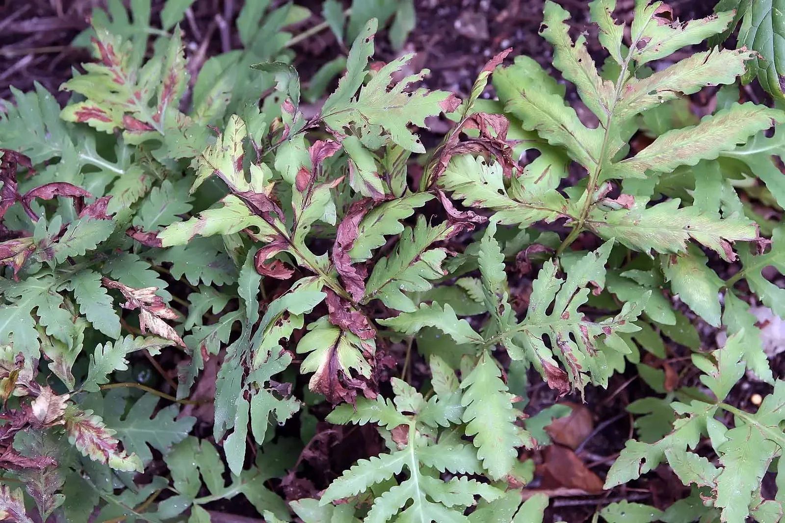 Sensitive Fern (Onoclea Sensibilis) — delicate character to shade gardens; the fern has a distinctive appearance, image 56