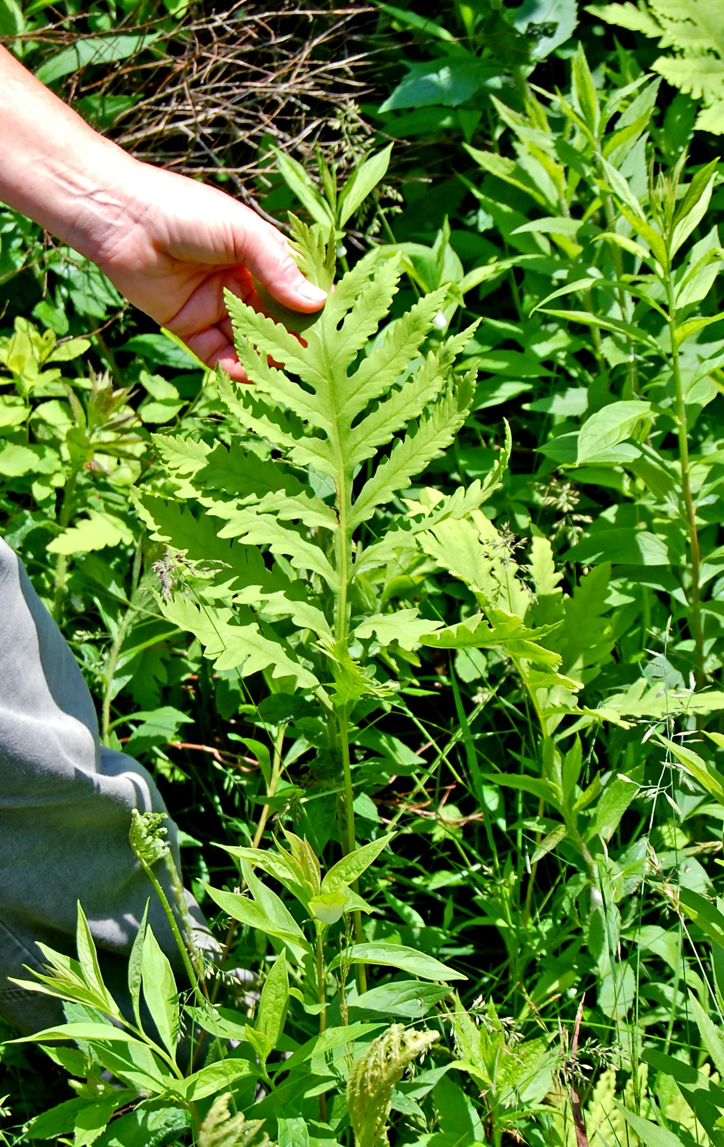 Sensitive Fern (Onoclea Sensibilis) — The fern has a distinctive appearance; the fertile fronds are much smaller, non-green, and have a striking, image 64