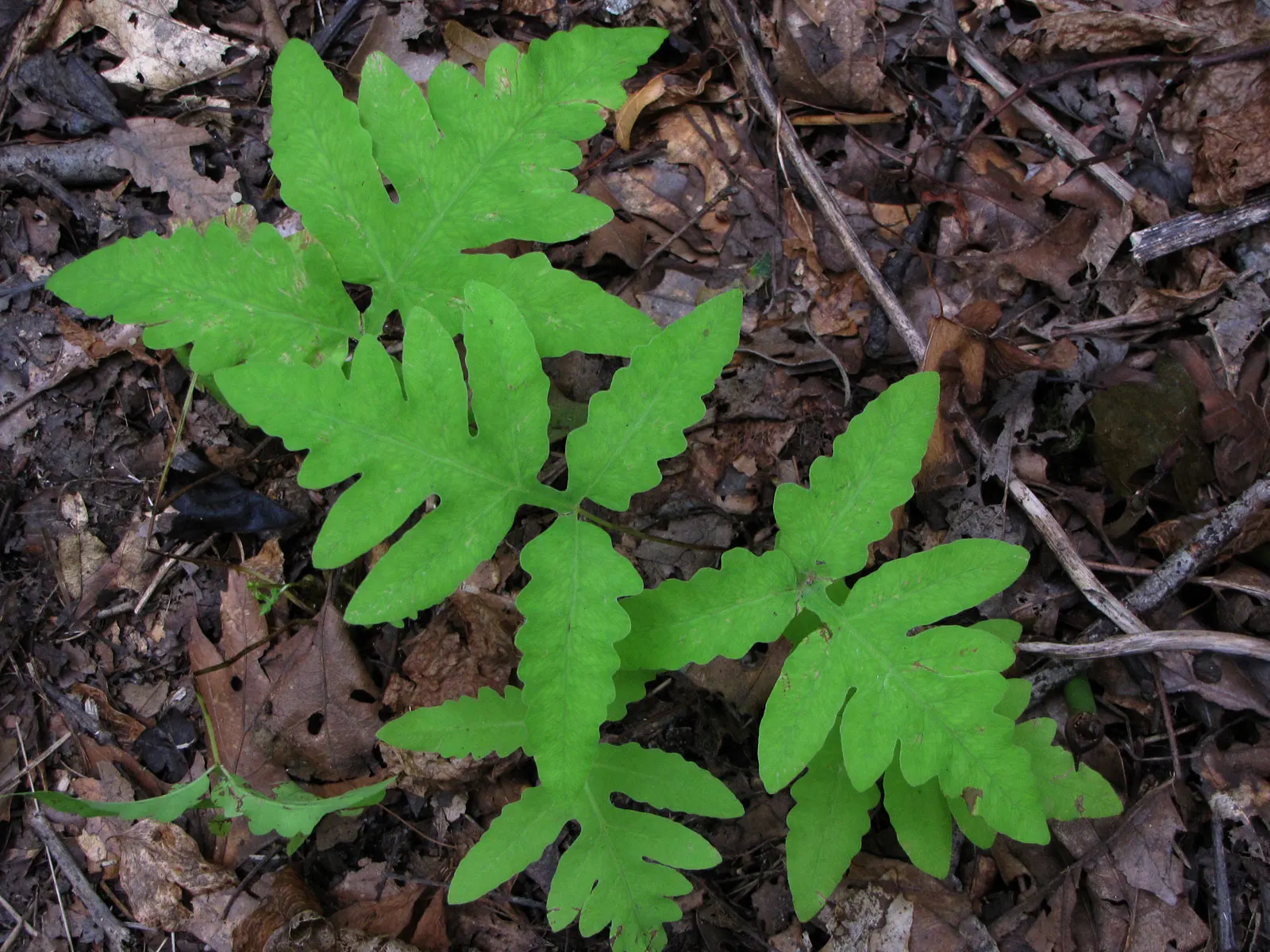 Sensitive Fern (Onoclea Sensibilis) — The fronds arise singularly from creeping