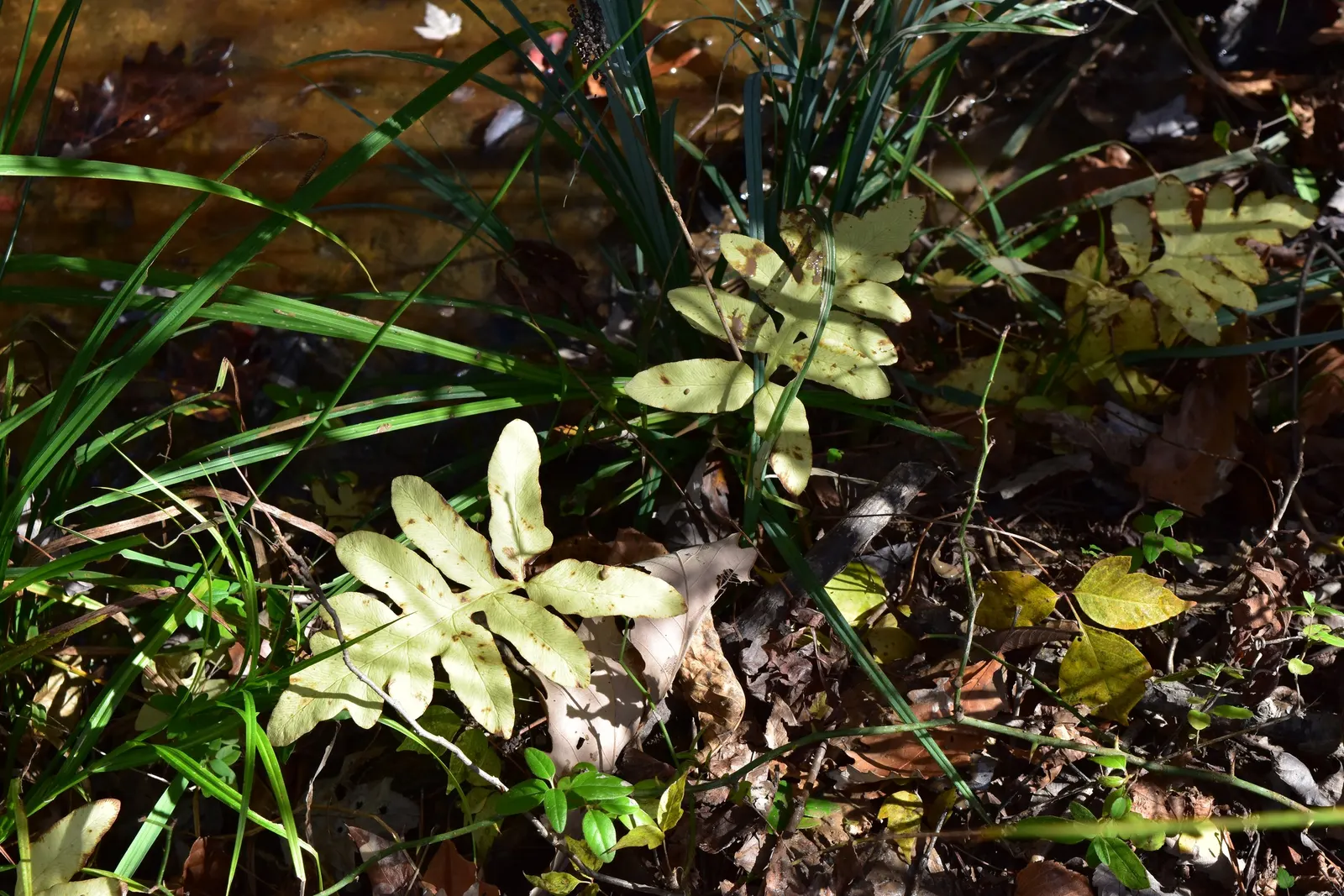 Sensitive Fern (Onoclea Sensibilis) — They persist through winter; unlike many other ferns, its fertile fronds differ from its sterile fronds