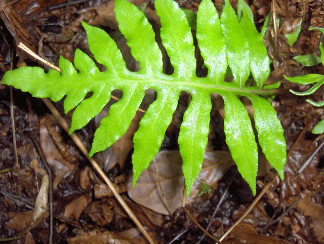 Sensitive Fern (Onoclea Sensibilis) — The fern has a distinctive appearance; the fertile fronds are much smaller, non-green, and have a striking bead-like