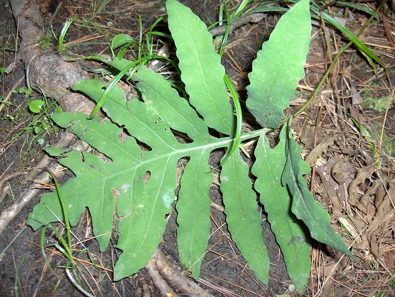 Sensitive Fern (Onoclea Sensibilis) — and damp environment.<br><br>One of the most interesting aspects of this plant is its reproductive strategy, image 68