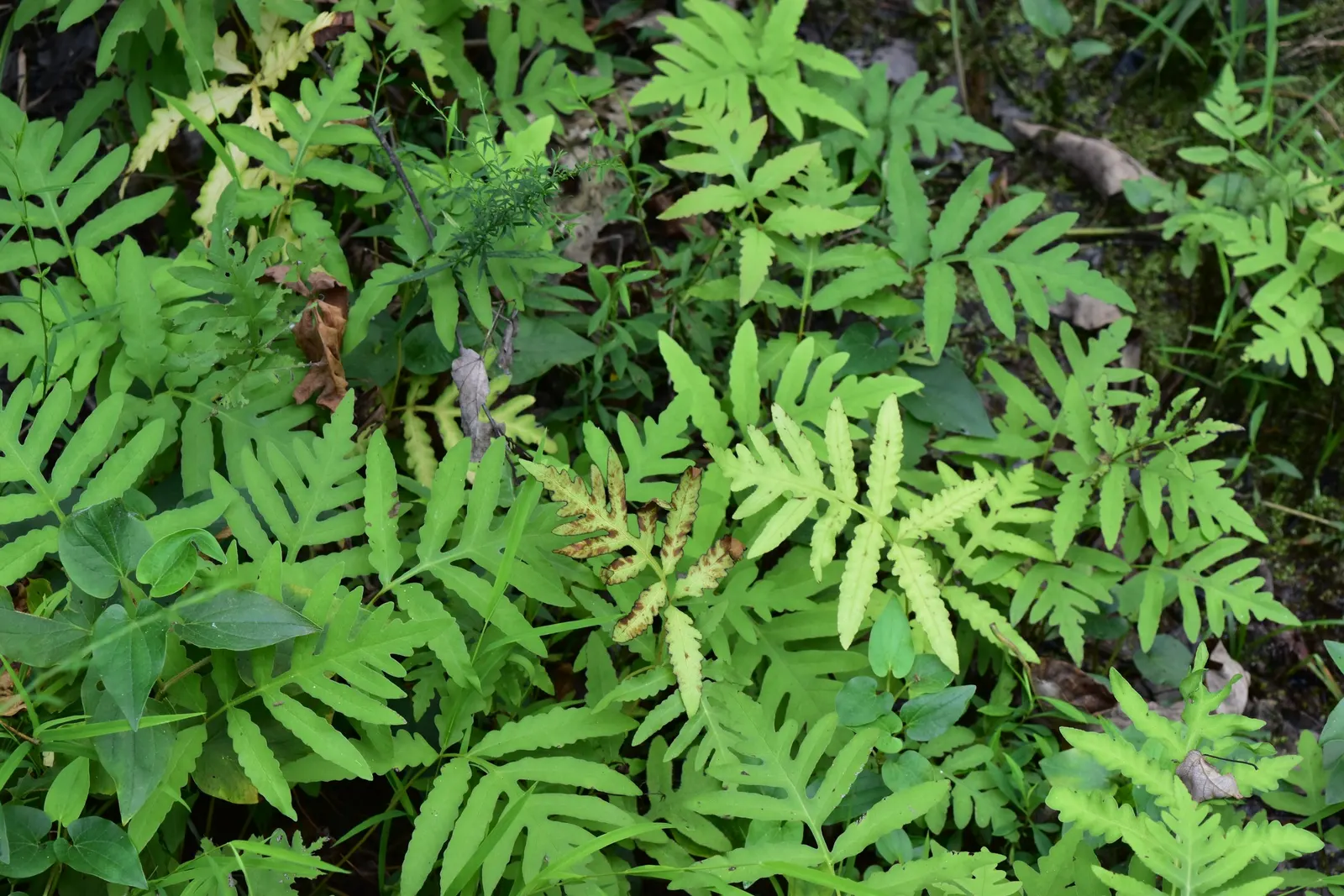 Sensitive Fern (Onoclea Sensibilis) — non-branching rhizomes that prefer a rich; the fronds arise singularly from creeping