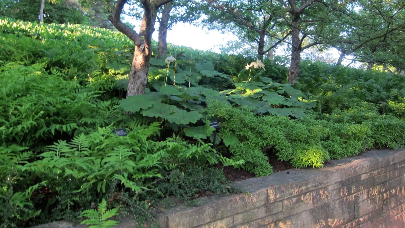 Sensitive Fern (Onoclea Sensibilis) — the fern's vivid green fronds add a lush; or alongside water features