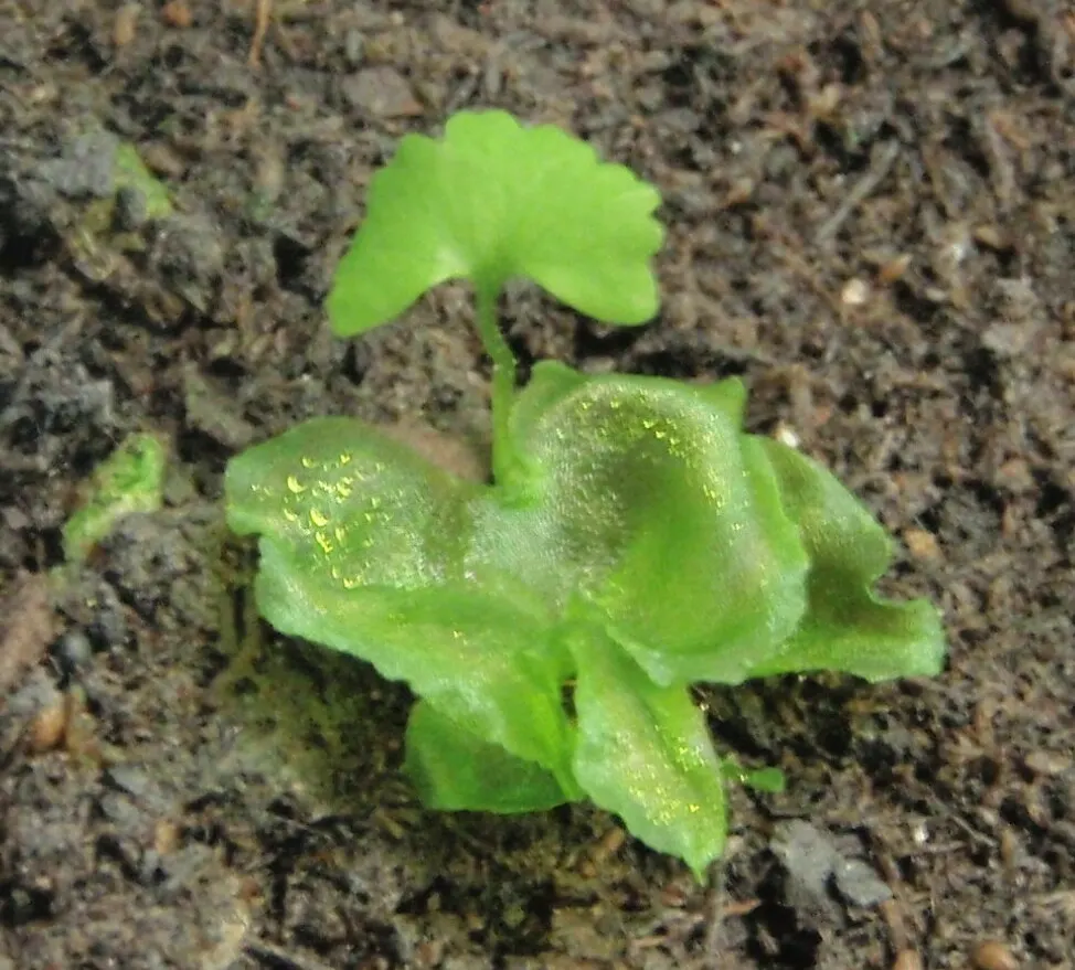 Sensitive Fern (Onoclea Sensibilis) — particularly its propensity to wither at the first hint of frost, image 63