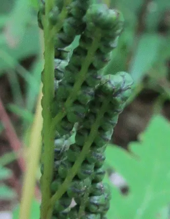 Sensitive Fern (Onoclea Sensibilis) — adding a touch of elegance and lushness while also being low maintenance and adaptable