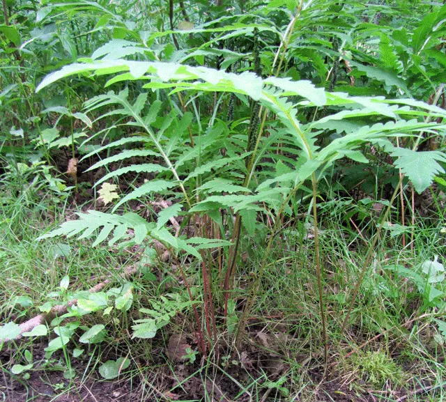 Sensitive Fern (Onoclea Sensibilis) — Sensitive Fern (Onoclea sensibilis) is a deciduous perennial thriving in USDA Zones 4-8; known for its sensitivity to