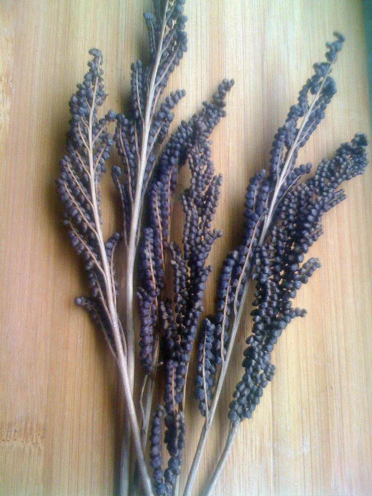 Sensitive Fern (Onoclea Sensibilis) — or alongside water features