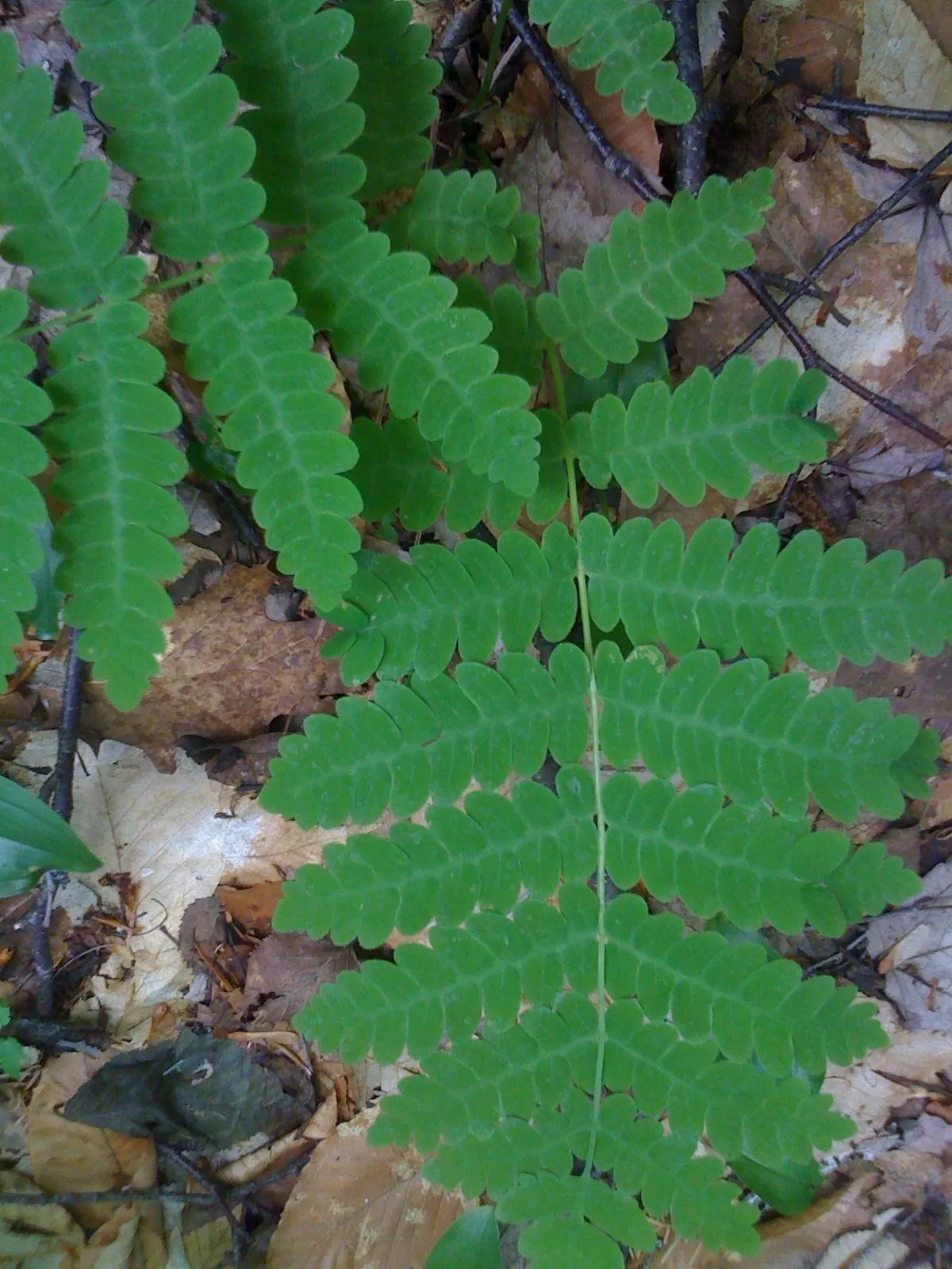 Sensitive Fern (Onoclea Sensibilis) — Preferring partial to full shade, it flourishes in moist, rich soil