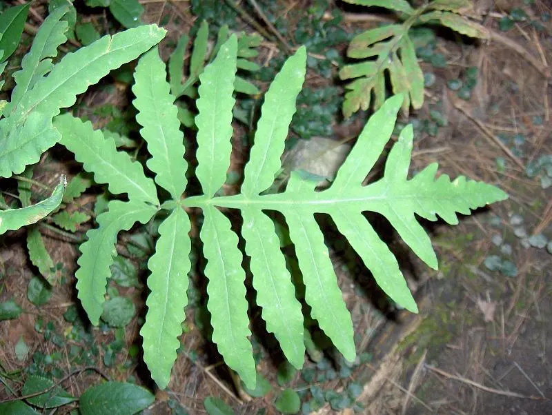 Sensitive Fern (Onoclea Sensibilis) — adding a touch of elegance and lushness while also being low maintenance and adaptable; scientifically known, image 73