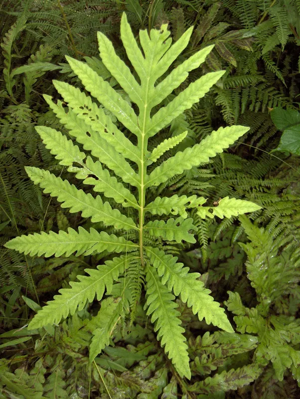 Sensitive Fern (Onoclea Sensibilis) — the fern's vivid green fronds add a lush; or alongside water features, image 55