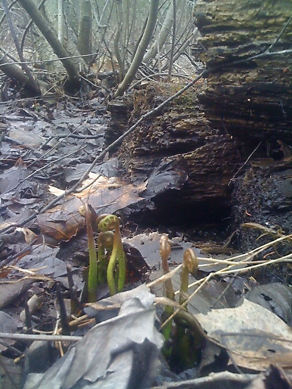Sensitive Fern (Onoclea Sensibilis) — particularly its propensity to wither at the first hint of frost, image 38