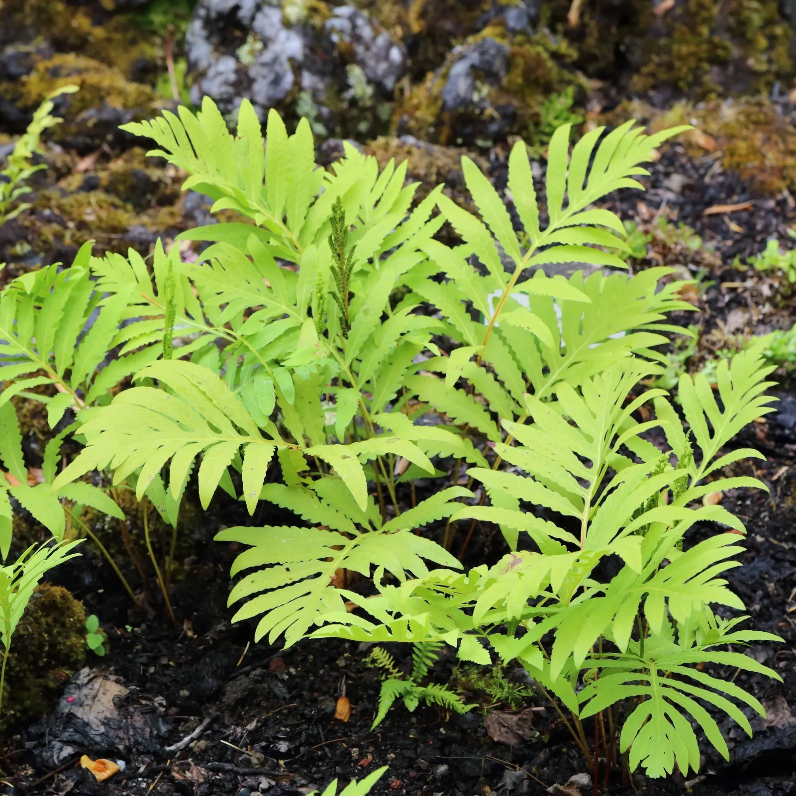Sensitive Fern (Onoclea Sensibilis) — It\'s deer-resistant, which can be an added advantage in areas frequented by wildlife; pale green fronds that can reach