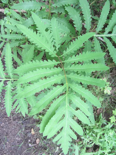 Sensitive Fern (Onoclea Sensibilis) — It possesses a unique charm