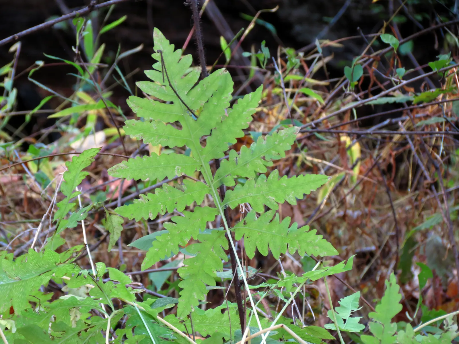 Sensitive Fern (Onoclea Sensibilis) — best suited for moist zones of your landscape and can create a lush; it\'s deer-resistant, which can be an, image 61