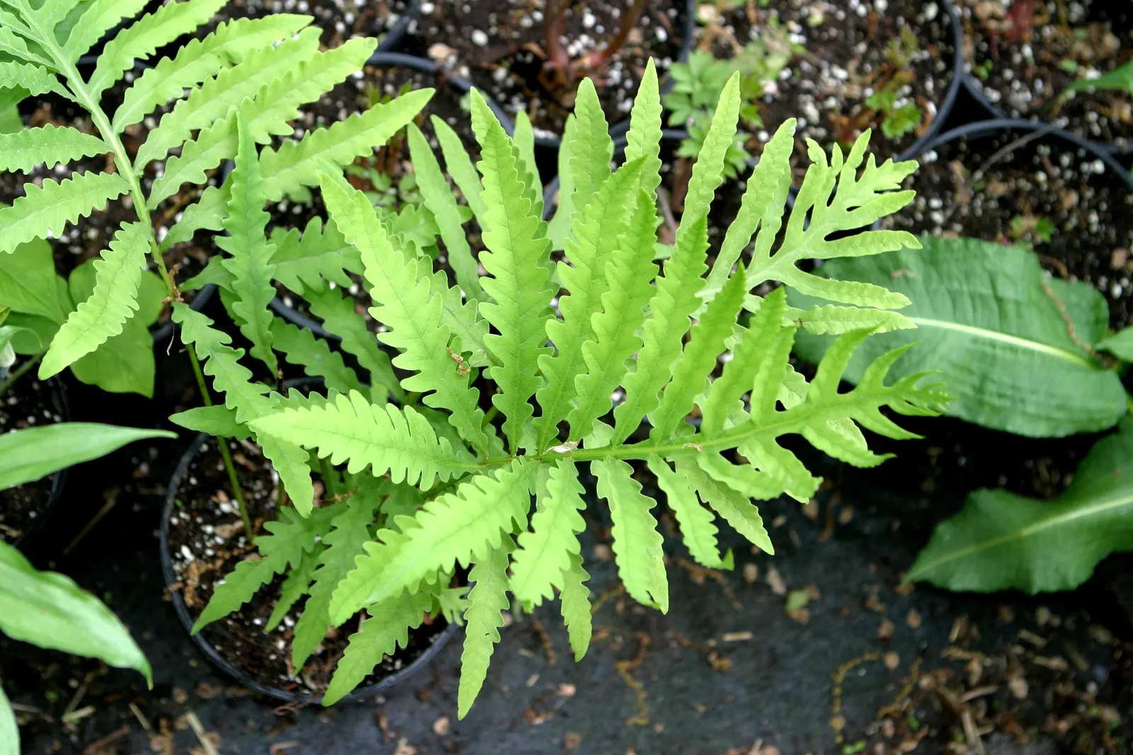 Sensitive Fern (Onoclea Sensibilis) — Sensitive Fern (Onoclea sensibilis) is a deciduous perennial thriving in USDA Zones 4-8; known for its, image 51