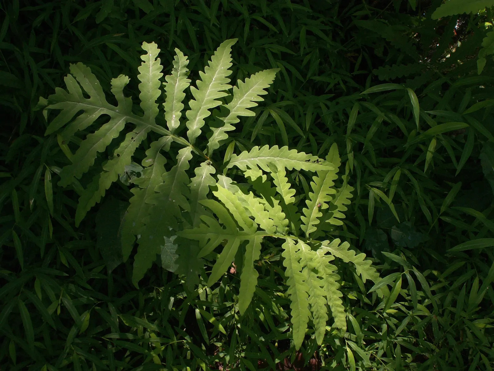 Sensitive Fern (Onoclea Sensibilis) — Unlike many other ferns, its fertile fronds differ from its sterile fronds