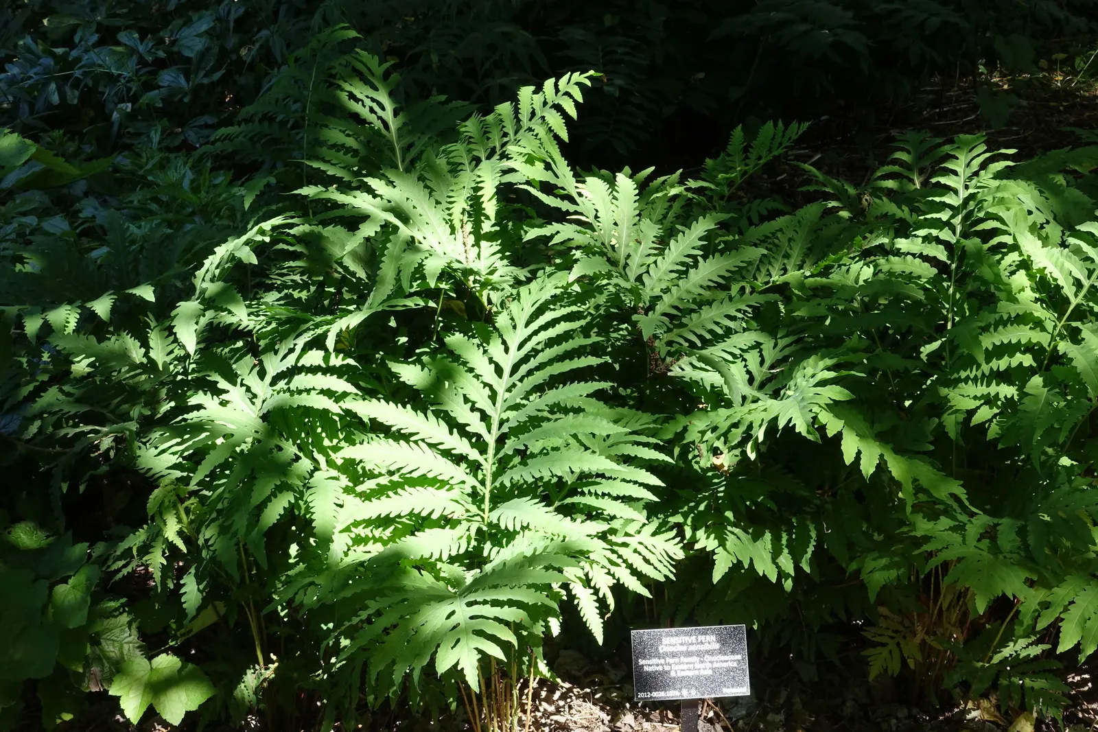 Sensitive Fern (Onoclea Sensibilis) — Unlike many other ferns, its fertile fronds differ from its sterile fronds; the fern's vivid green fronds add a lush
