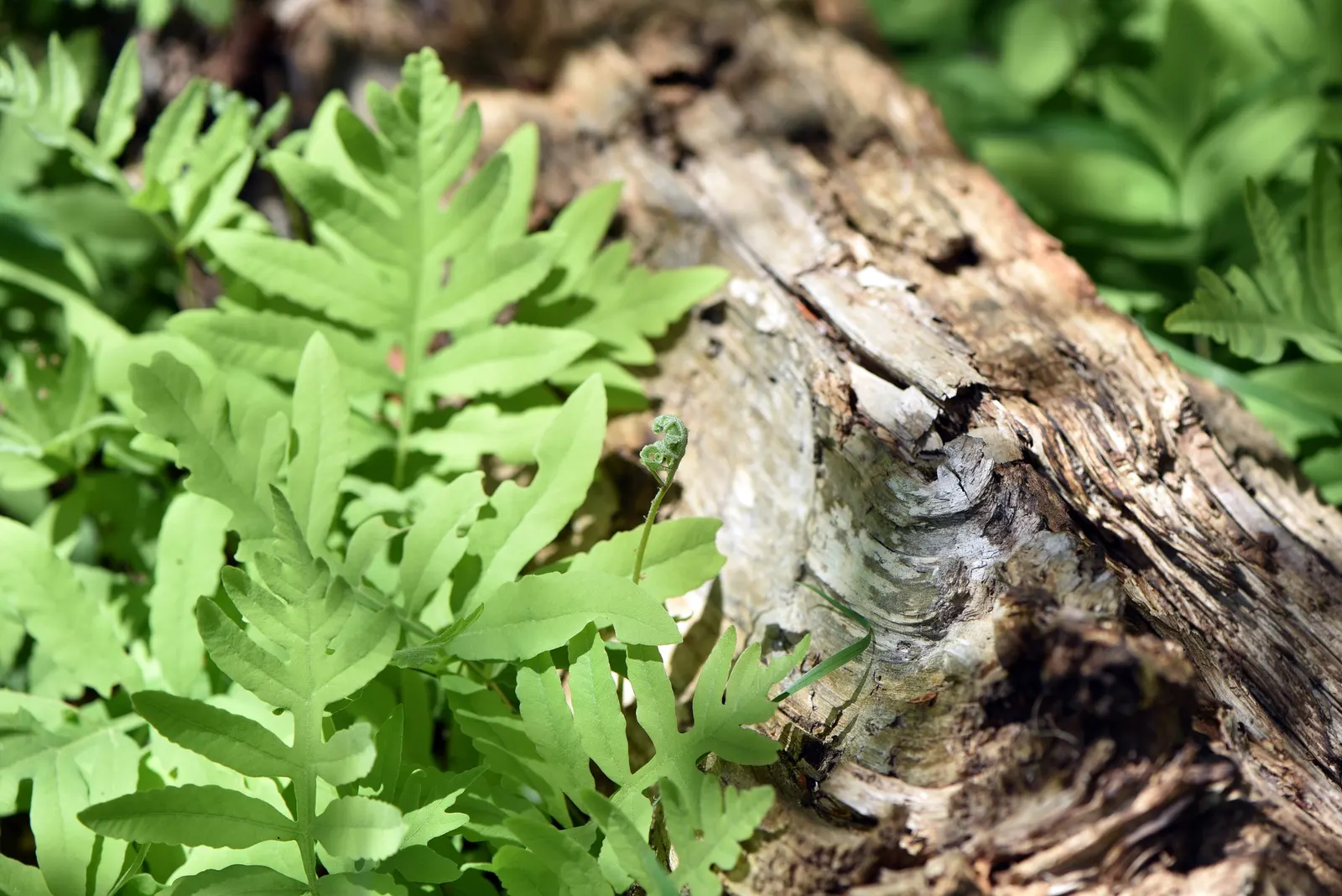 Sensitive Fern (Onoclea Sensibilis) — is a deciduous fern indigenous to swampy forests and wetlands of North America; it possesses a unique charm, image 59