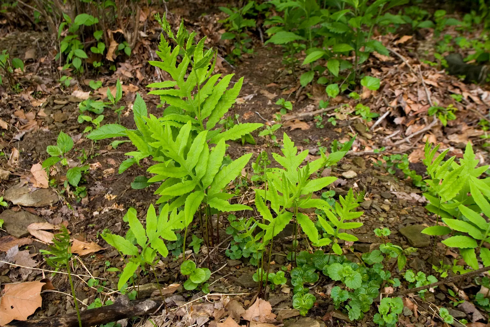 Sensitive Fern (Onoclea Sensibilis) — It possesses a unique charm; non-branching rhizomes that prefer a rich