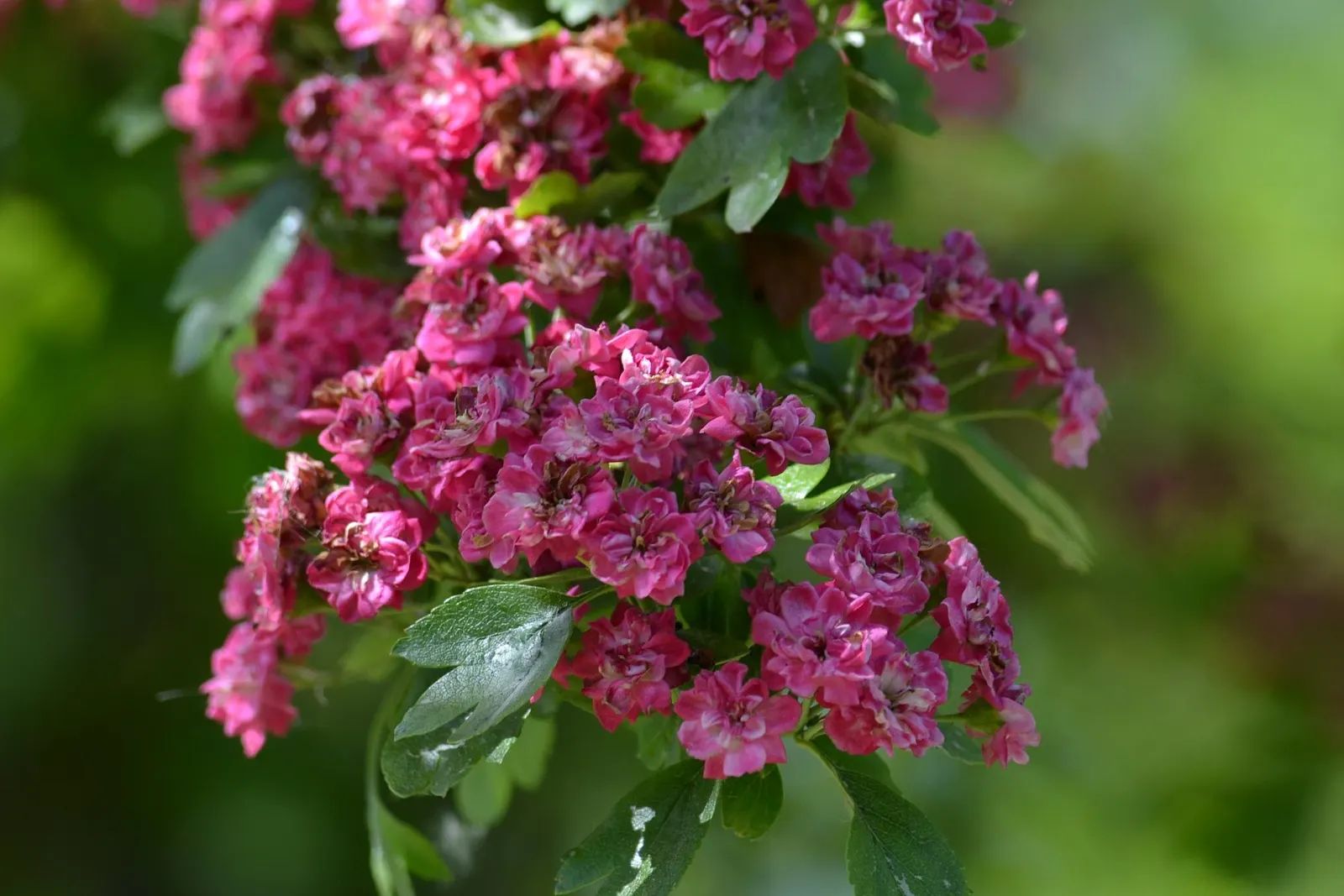 Double Pink English Hawthorn (Crataegus Laevigata 'Double Pink') — Its compact size makes it ideal for small gardens and accents