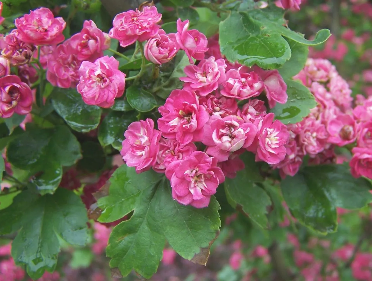Double Pink English Hawthorn (Crataegus Laevigata 'Double Pink') — each set against a backdrop of dark green