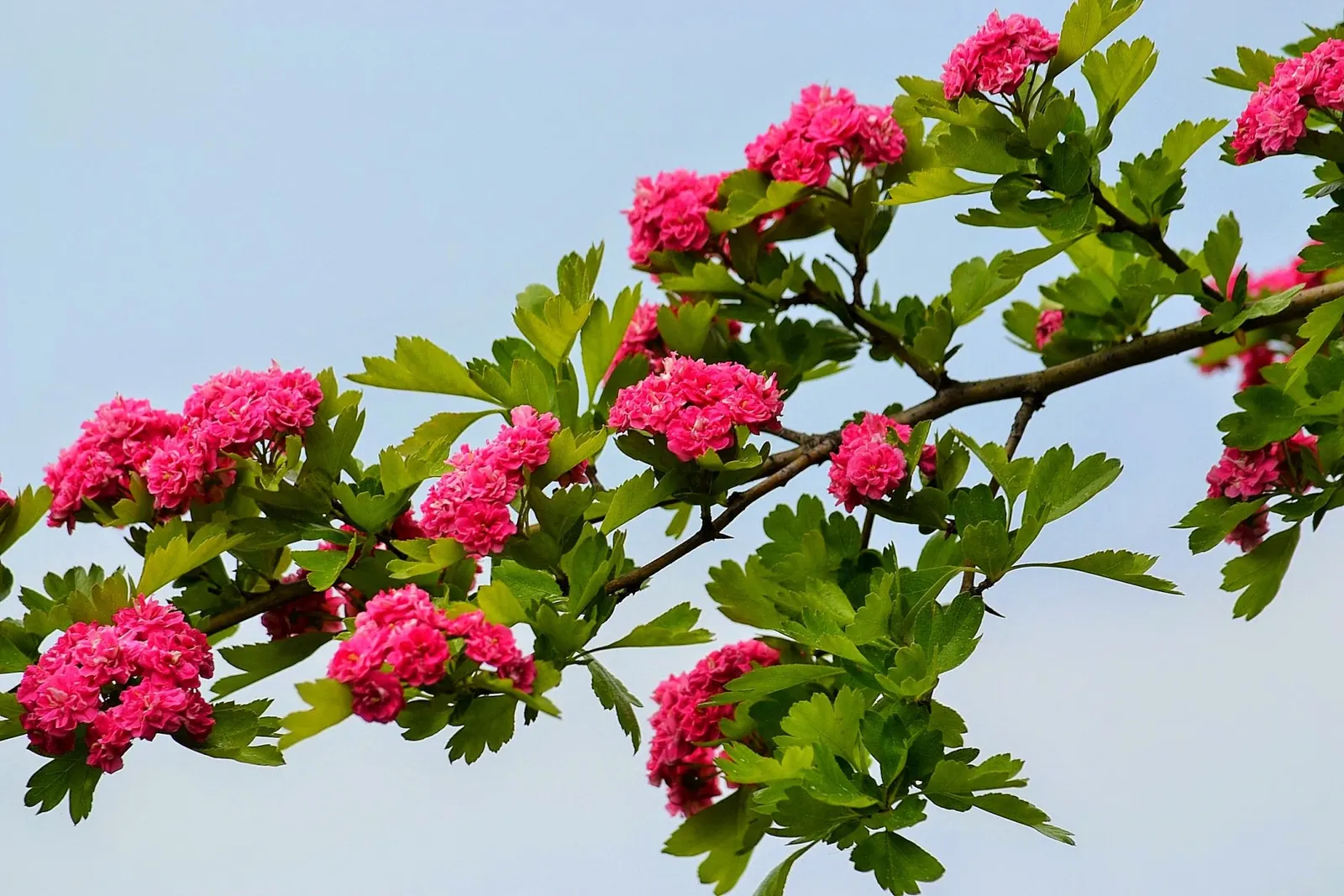 Double Pink English Hawthorn (Crataegus Laevigata 'Double Pink') — This deciduous tree reaches up to 20 feet in height and spreads similarly wide