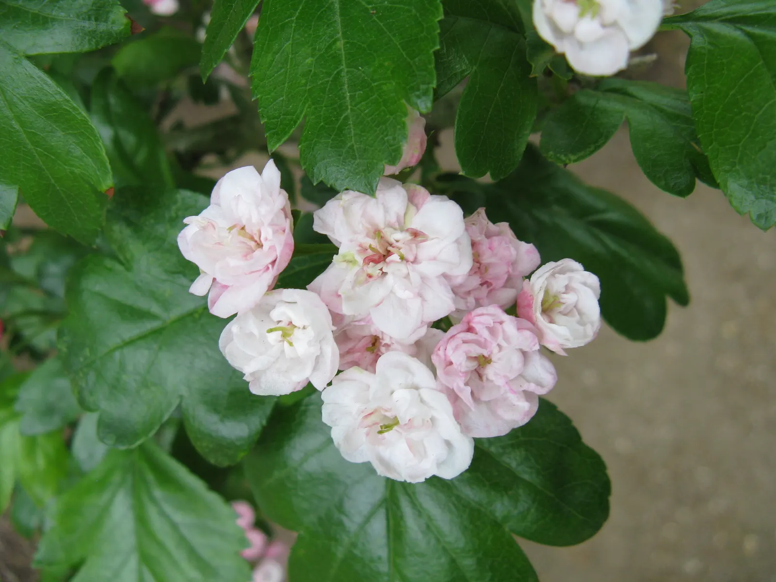 Double Pink English Hawthorn (Crataegus Laevigata 'Double Pink') — The leaves later transition into autumn shades of yellow and orange