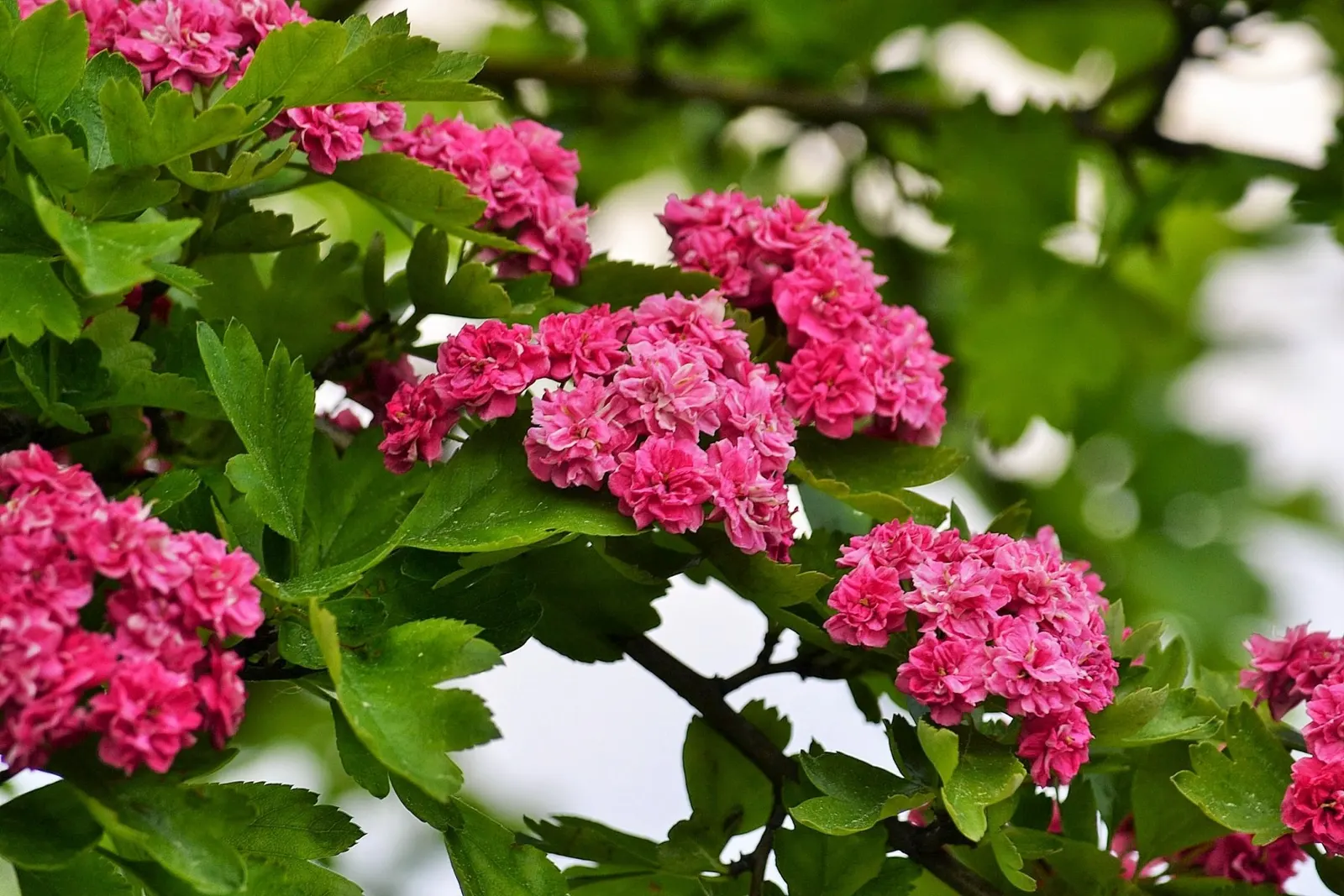 Double Pink English Hawthorn (Crataegus Laevigata 'Double Pink') — this hawthorn variety is noted for its good disease resistance