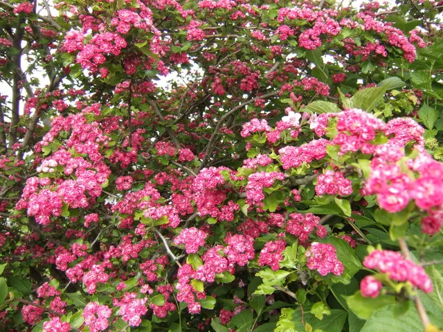 Double Pink English Hawthorn (Crataegus Laevigata 'Double Pink') — The Double Pink English Hawthorn (Crataegus laevigata 'Double Pink') is a stunning deciduous