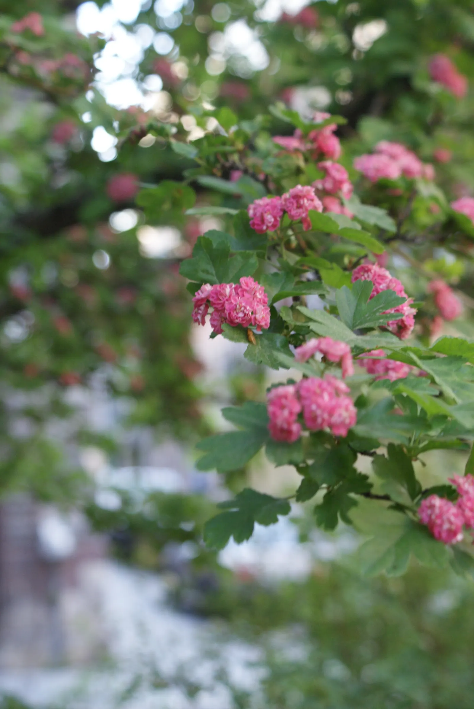 Double Pink English Hawthorn (Crataegus Laevigata 'Double Pink') — providing extended seasonal interest.<br><br>Additionally