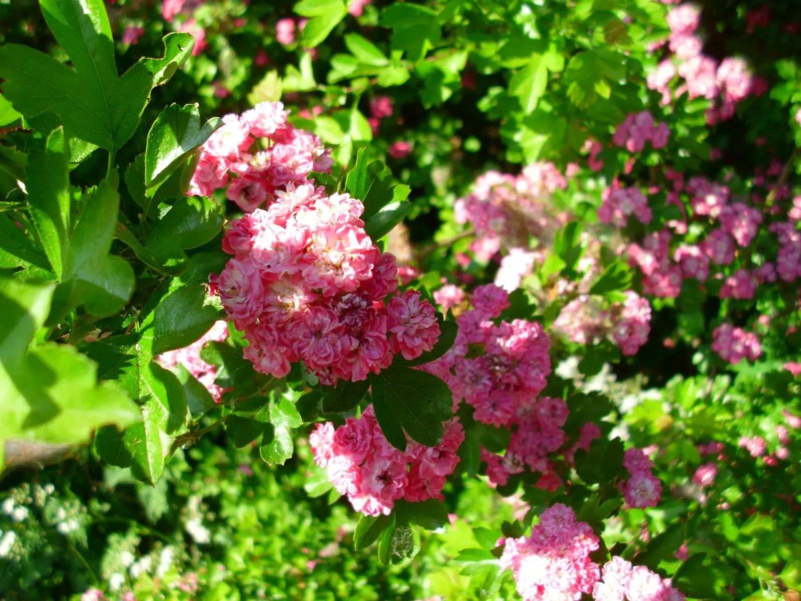 Double Pink English Hawthorn (Crataegus Laevigata 'Double Pink') — double-petaled pink flowers