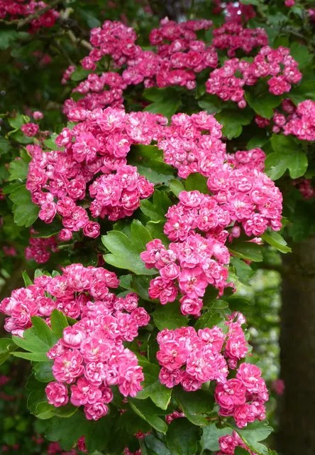 Double Pink English Hawthorn (Crataegus Laevigata 'Double Pink') — rose-like blooms that bedeck its branches in the late spring
