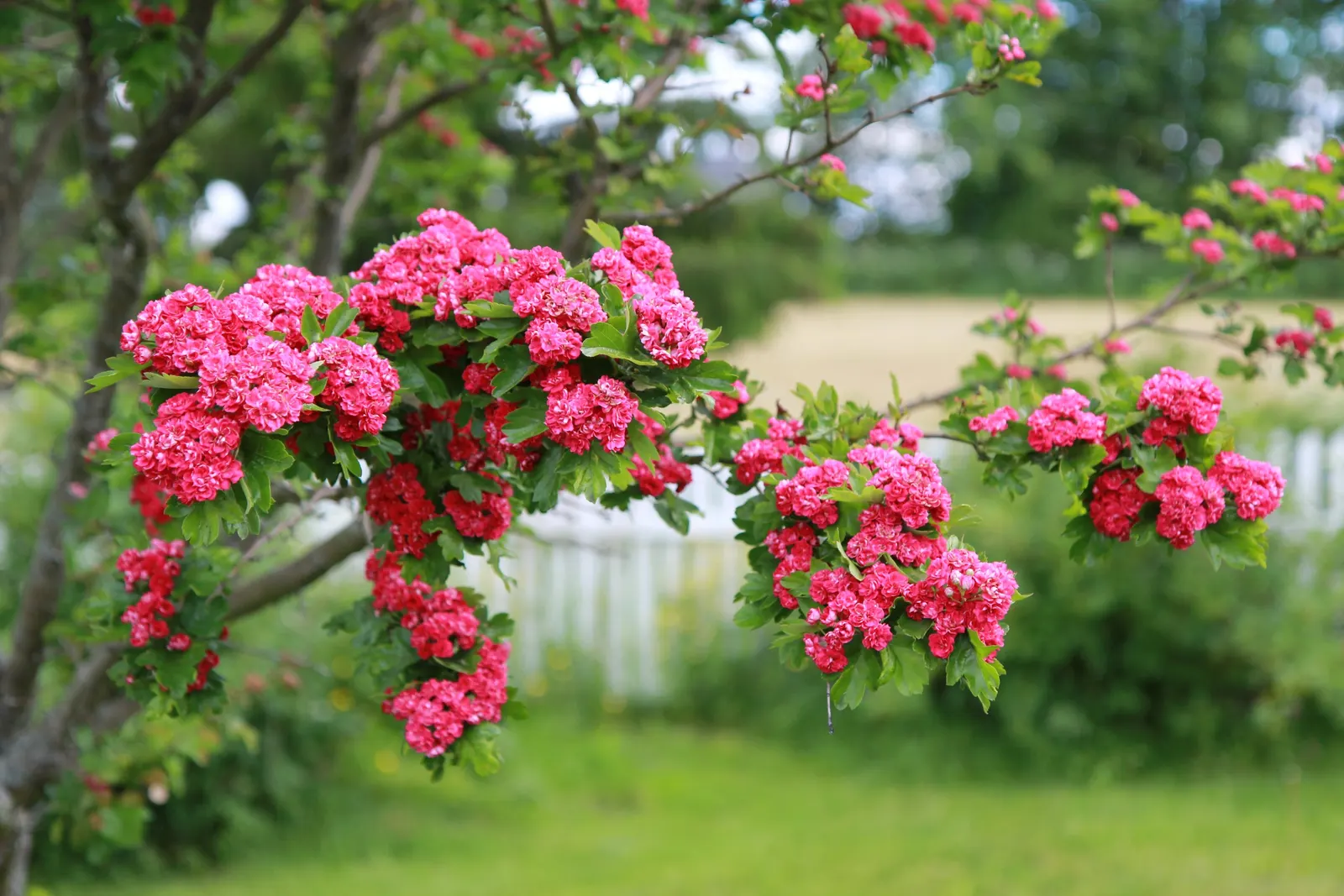 Double Pink English Hawthorn (Crataegus Laevigata 'Double Pink') — It boasts red fall berries that attract wildlife