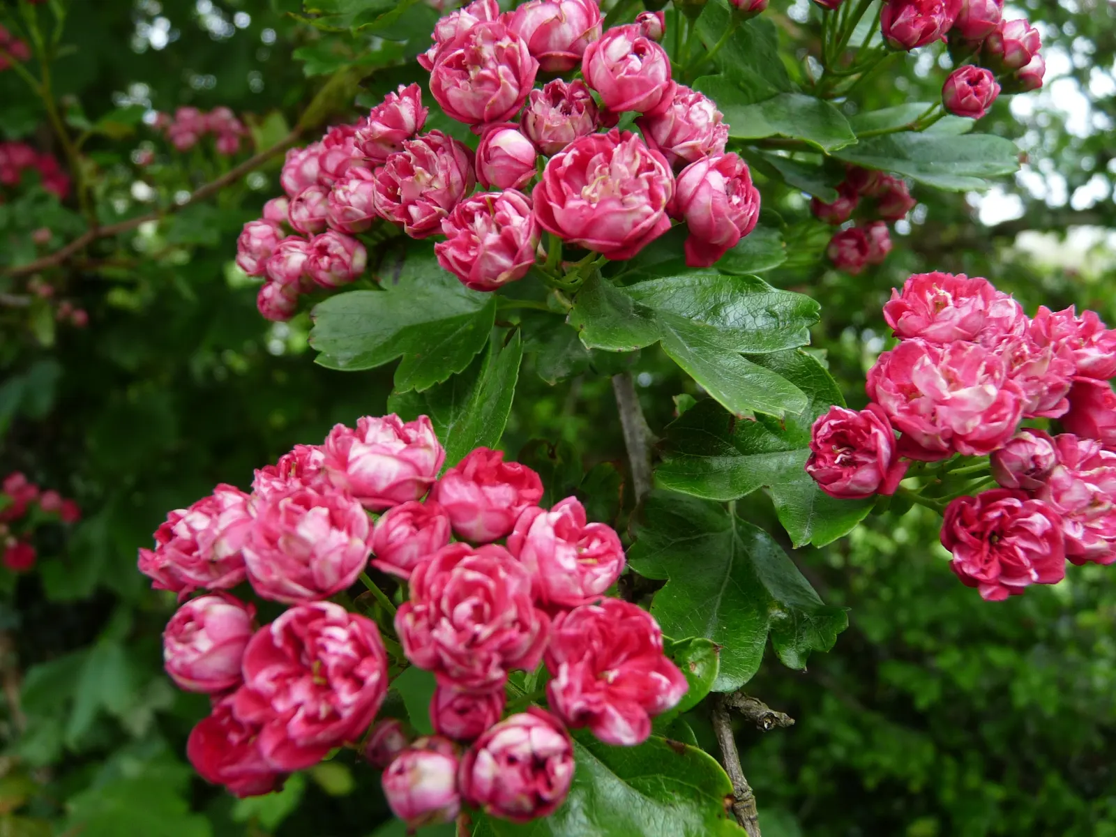 Double Pink English Hawthorn (Crataegus Laevigata 'Double Pink') — The Crataegus laevigata 'Double Pink' offers striking double pink flowers in mid-spring