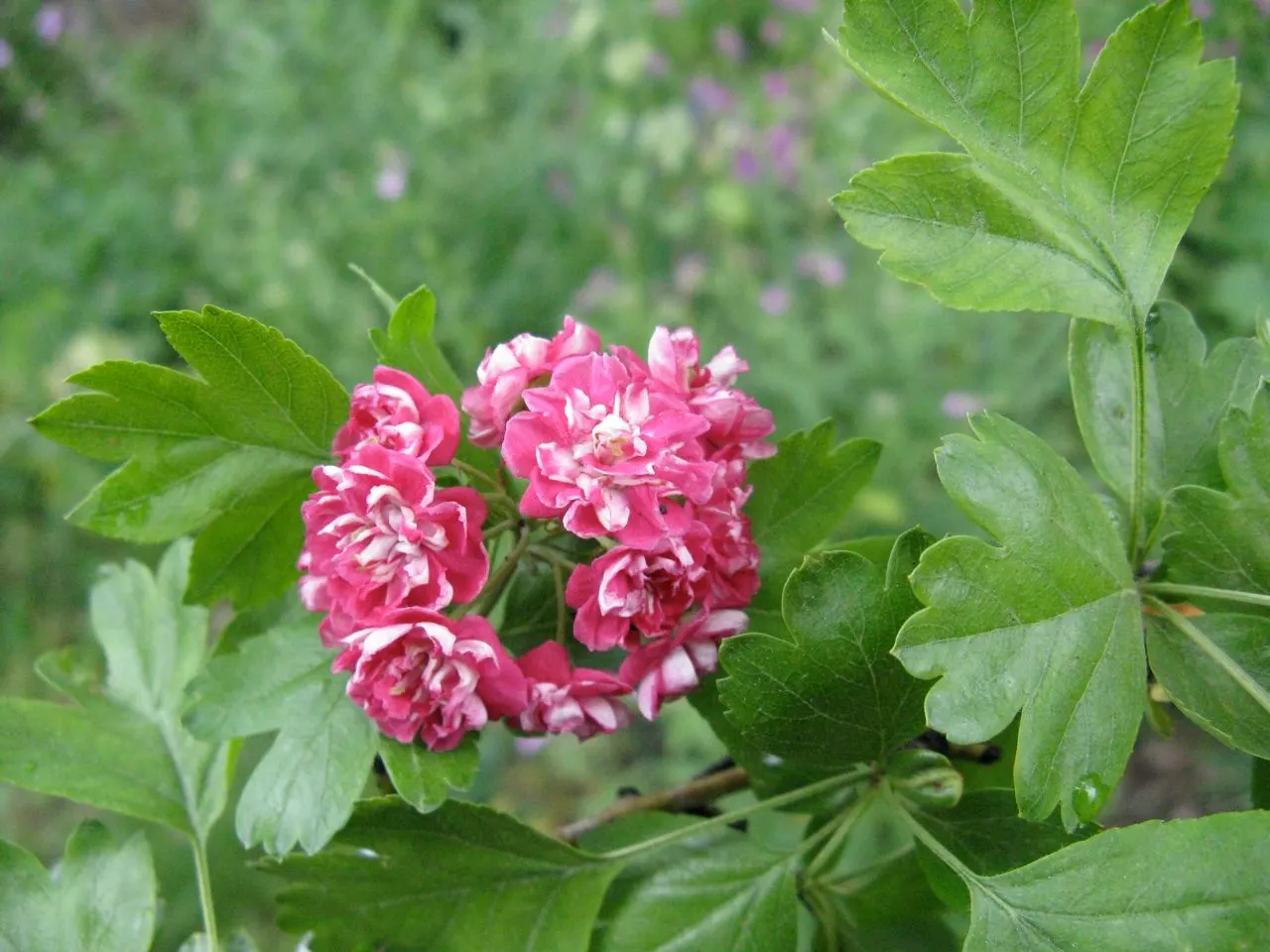 Double Pink English Hawthorn (Crataegus Laevigata 'Double Pink') — Suited for USDA zones 4-8, it thrives in full sun to partial shade and adapts well to