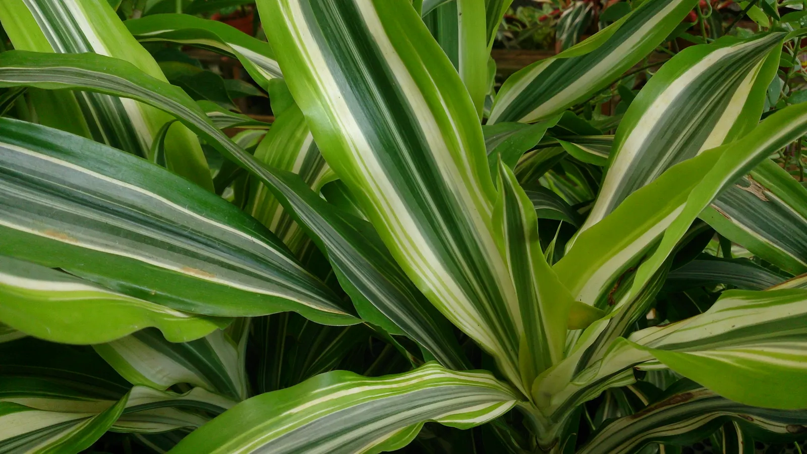 Lemon Lime Dragon Tree (Dracaena Fragrans 'Lemon Lime') — evergreen plant that adds a splash of color to any landscape design
