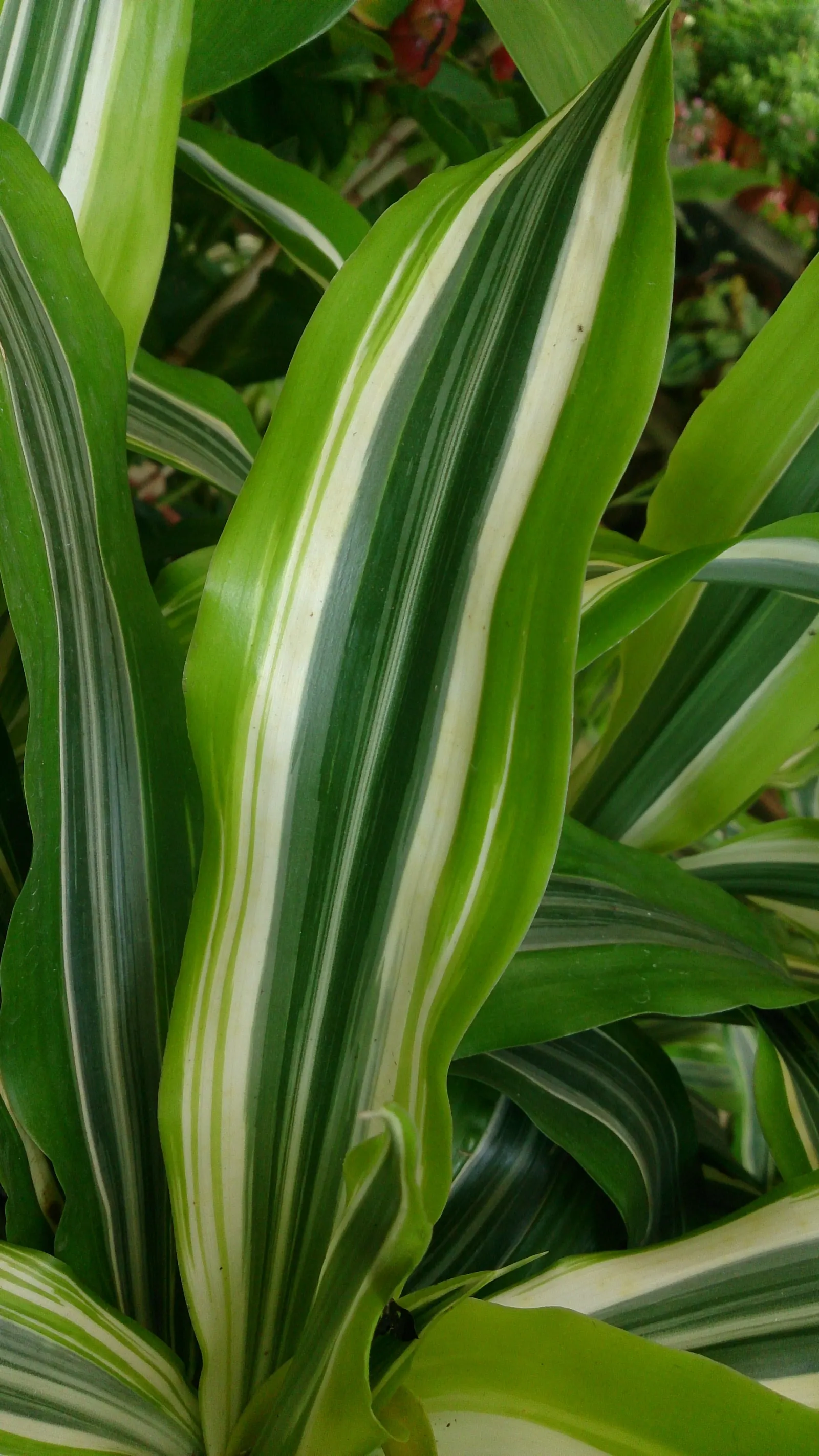 Lemon Lime Dragon Tree (Dracaena Fragrans 'Lemon Lime') — Keep away from direct sunlight and maintain in well-draining soil for optimal growth