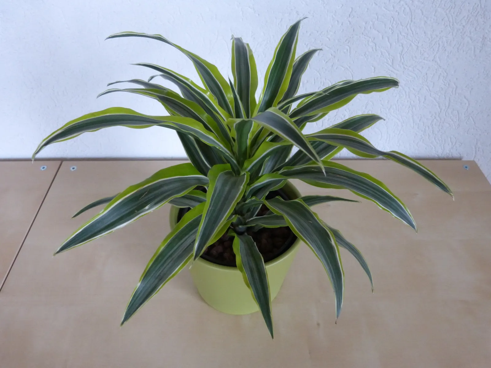 Lemon Lime Dragon Tree (Dracaena Fragrans 'Lemon Lime') — This striking variety stands out with its sword-like leaves that feature bright green