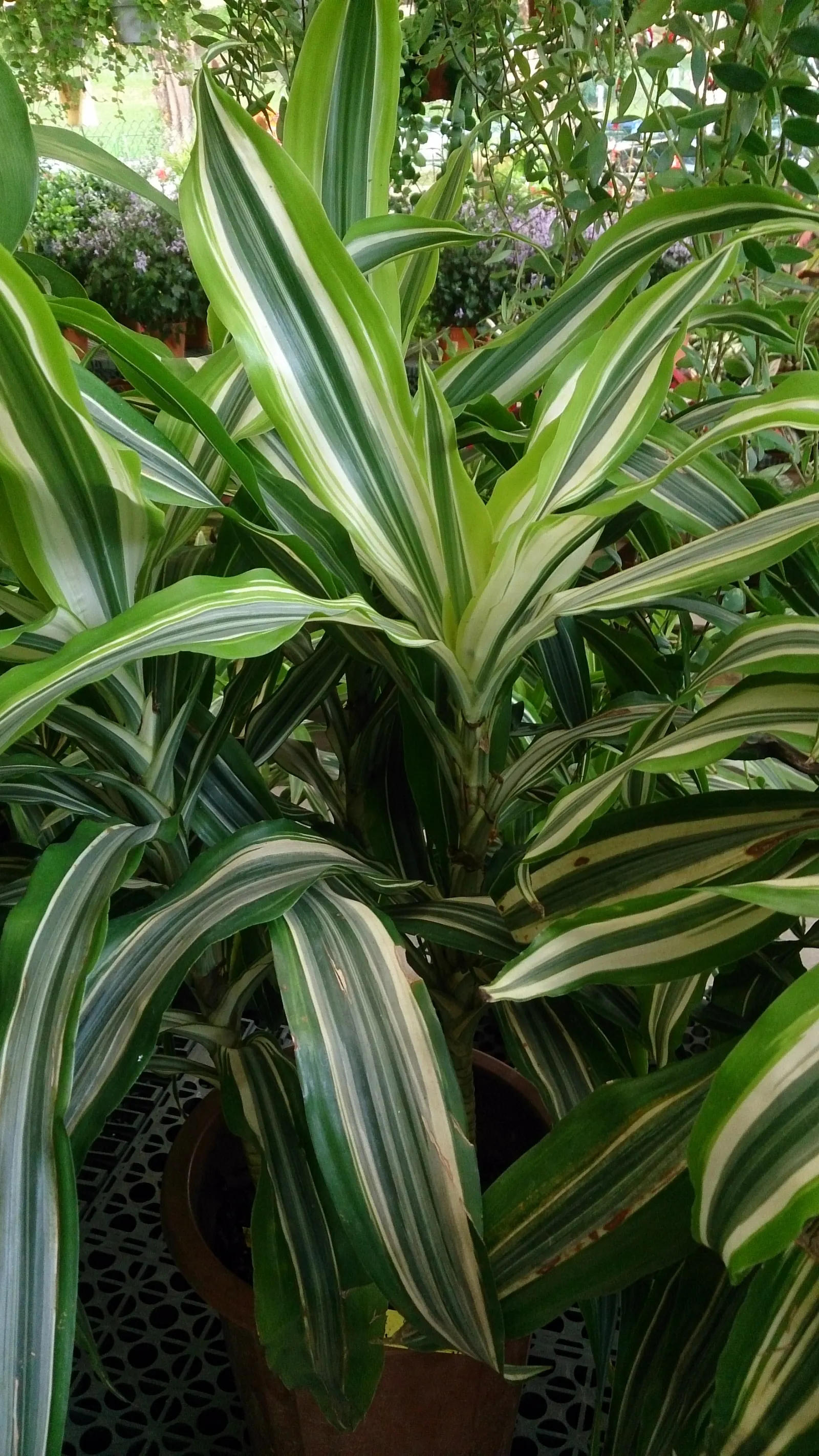 Lemon Lime Dragon Tree (Dracaena Fragrans 'Lemon Lime') — commonly referred to as the Lemon Lime Dragon Tree