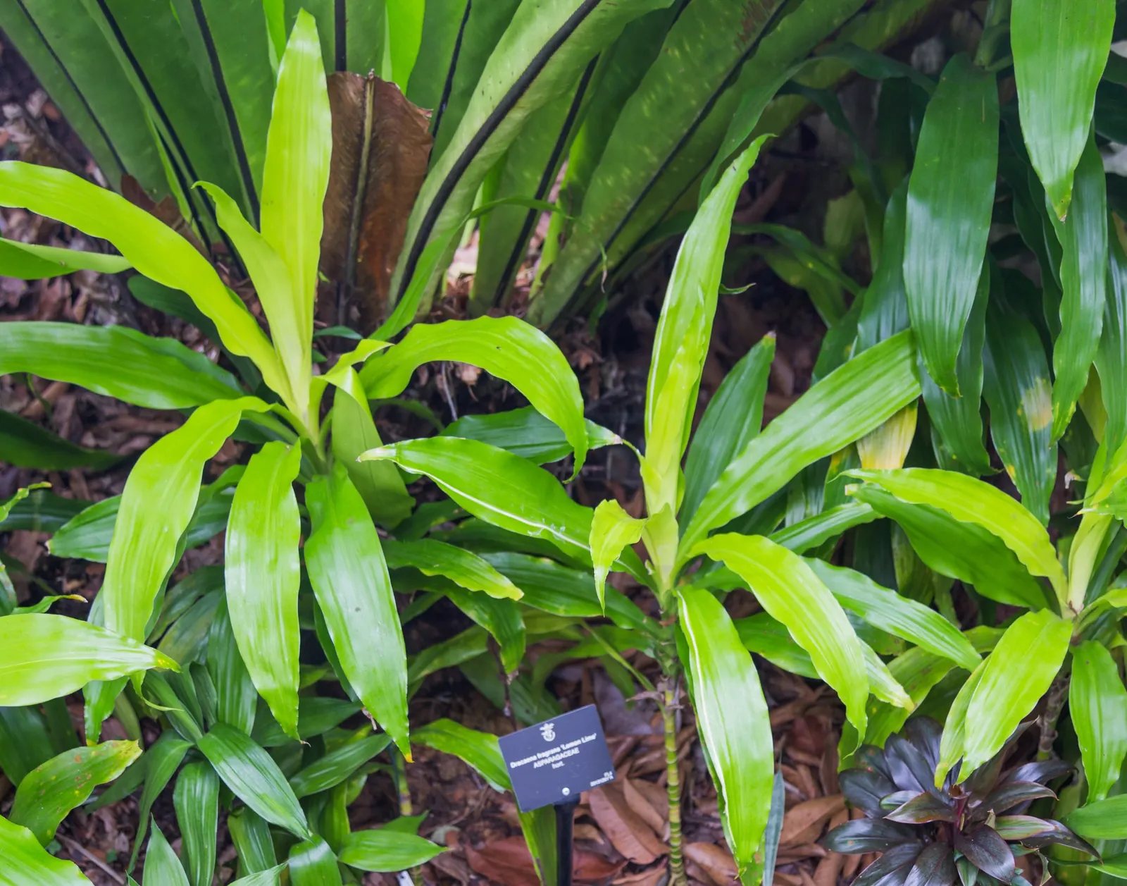 Lemon Lime Dragon Tree (Dracaena Fragrans 'Lemon Lime') — low-maintenance houseplant featuring bright green