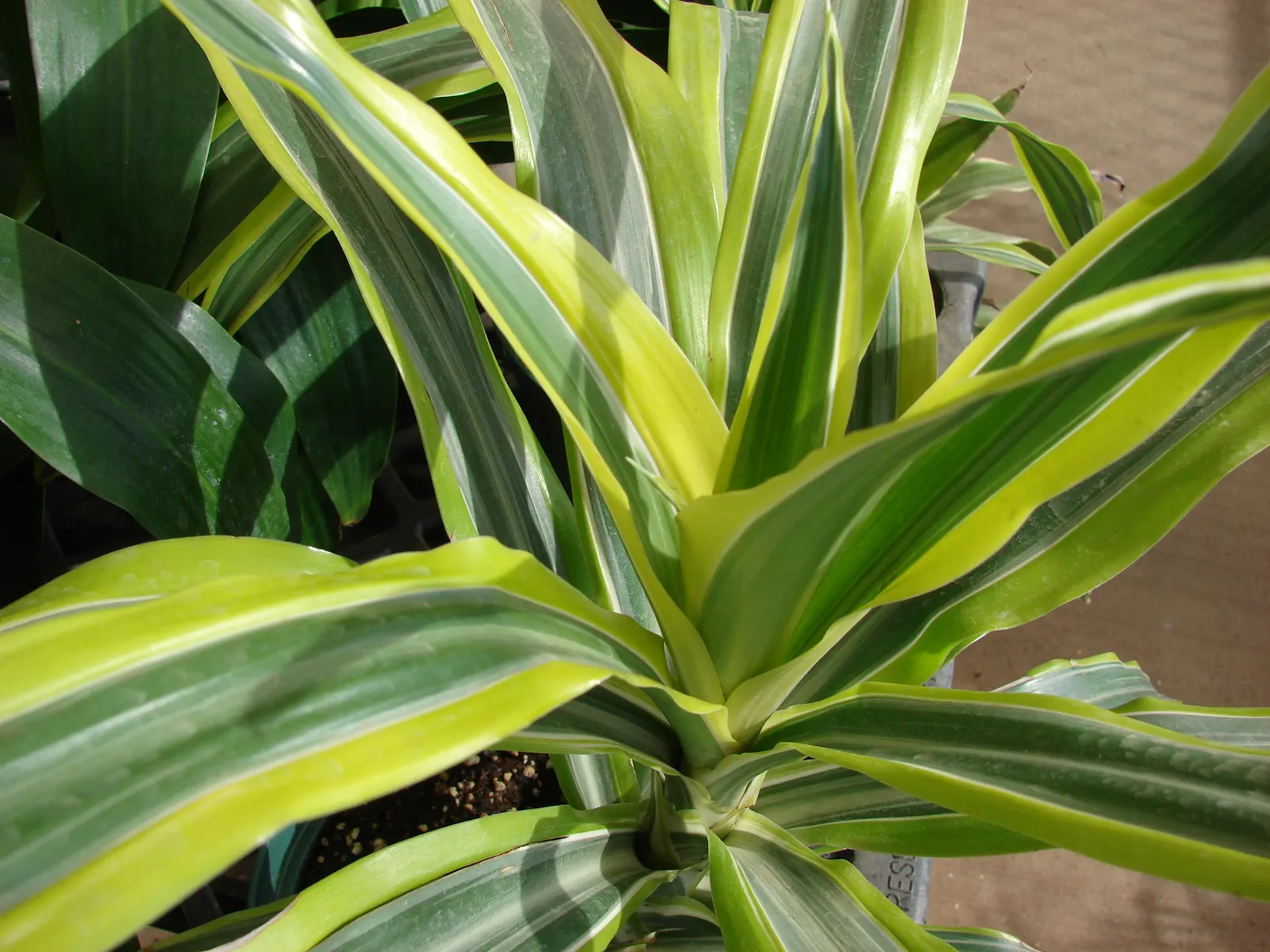 Lemon Lime Dragon Tree (Dracaena Fragrans 'Lemon Lime') — Mature at 5-7 feet tall and 2 feet wide, it thrives in bright, indirect light and requires minimal