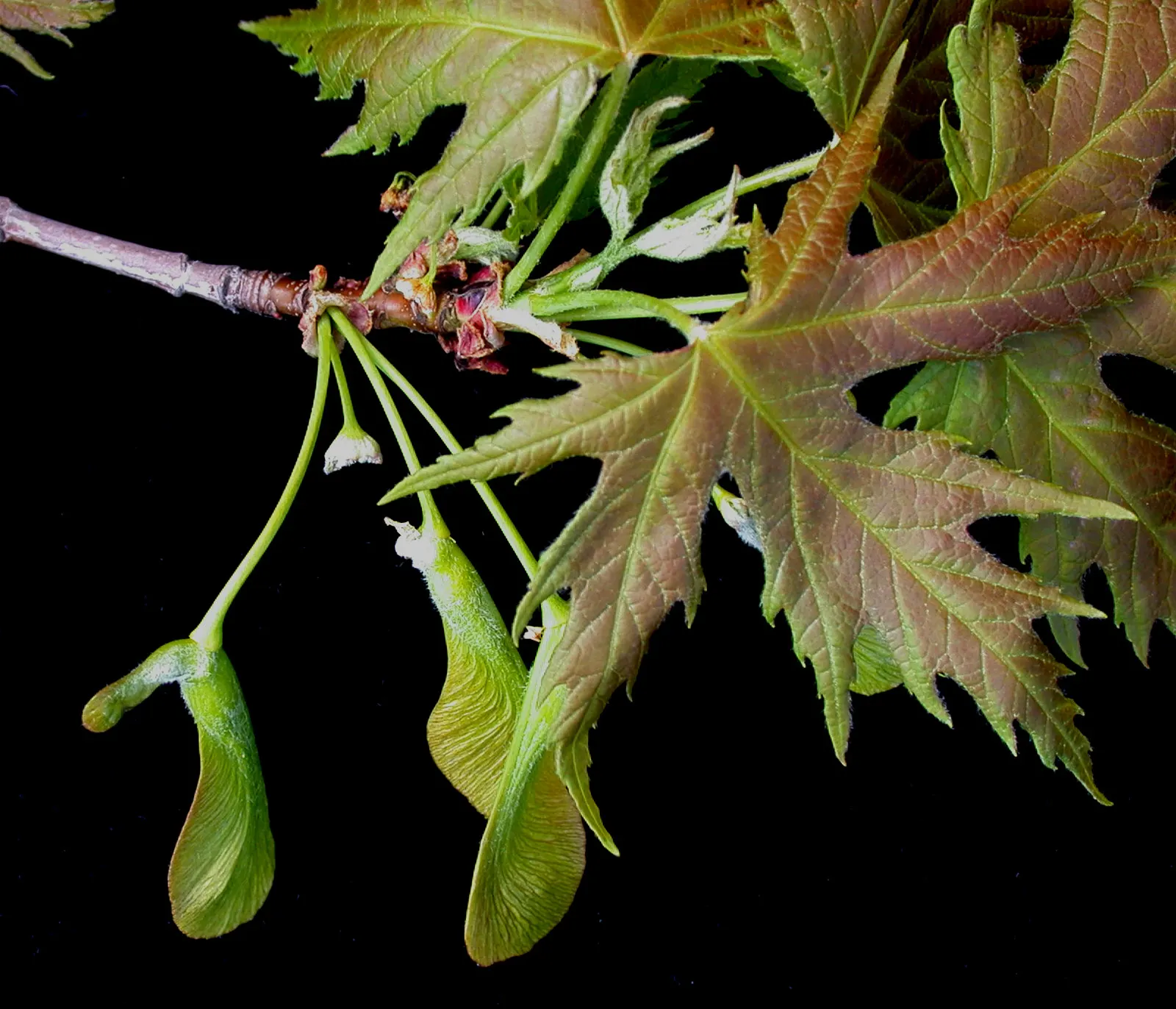 Silver Maple (Acer Saccharinum) — with a widespread canopy stretching from 35 to 70 feet in diameter