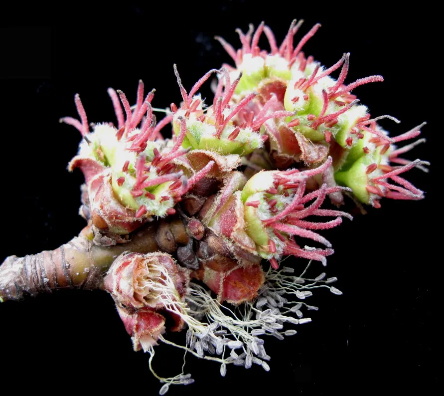 Silver Maple (Acer Saccharinum) — It's valued for its silver-green foliage