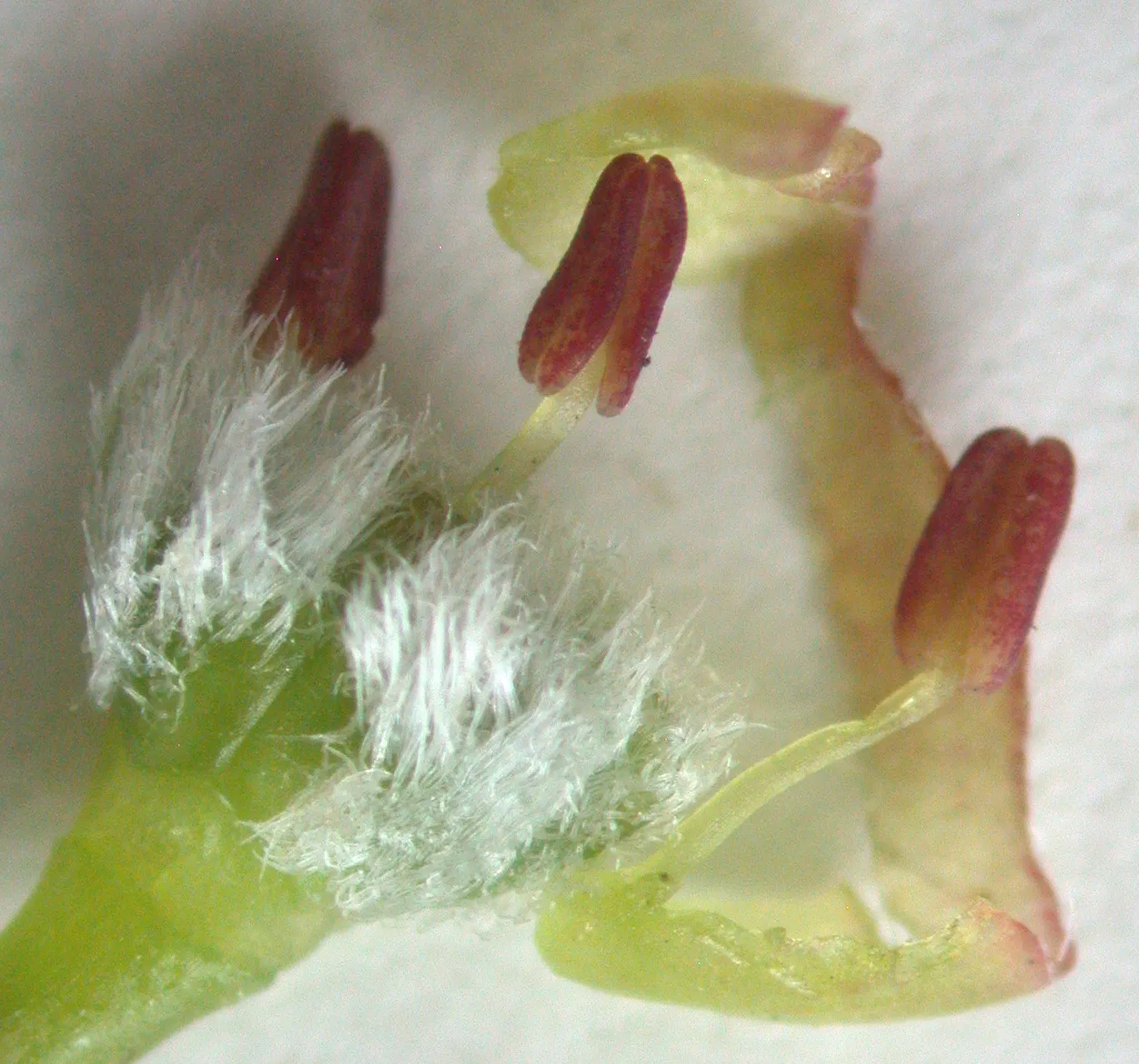 Silver Maple (Acer Saccharinum) — Be mindful of its shallow root system when planting near sidewalks or structures.<br><br>In spring; and an, image 76