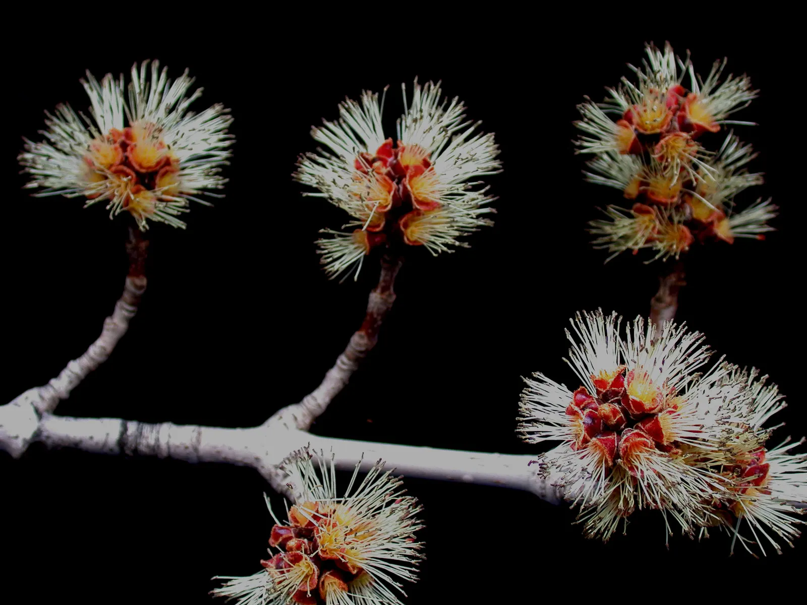 Silver Maple (Acer Saccharinum) — should be considered in landscape design to ensure adequate space for development; at around 2 to 3 feet per year, image 75