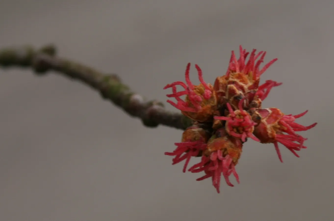 Silver Maple (Acer Saccharinum) — followed by the characteristic winged samaras which attract a variety of wildlife; serves as a splendid selection for