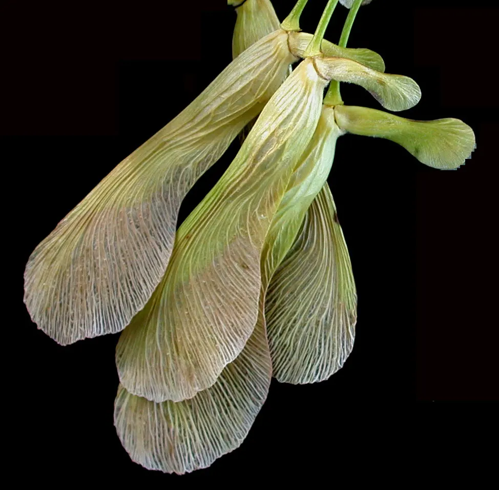 Silver Maple (Acer Saccharinum) — followed by the characteristic winged samaras which attract a variety of wildlife; serves as a splendid selection, image 78