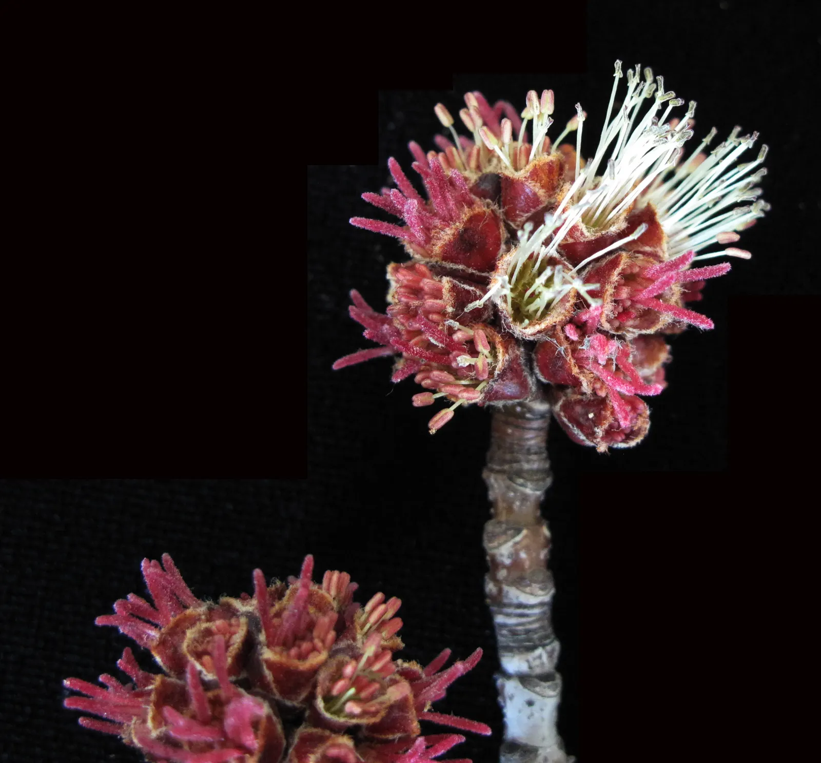 Silver Maple (Acer Saccharinum) — providing generous shade.<br><br>Ideal for USDA zones 3 to 9