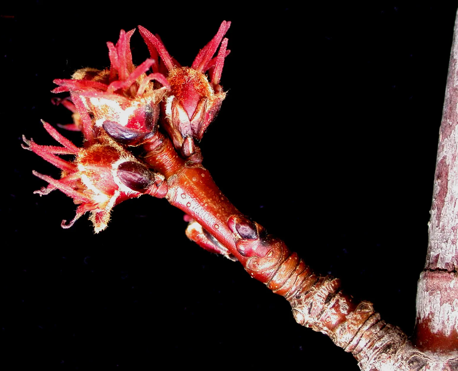 Silver Maple (Acer Saccharinum) — Be mindful of its shallow root system when planting near sidewalks or structures.<br><br>In spring